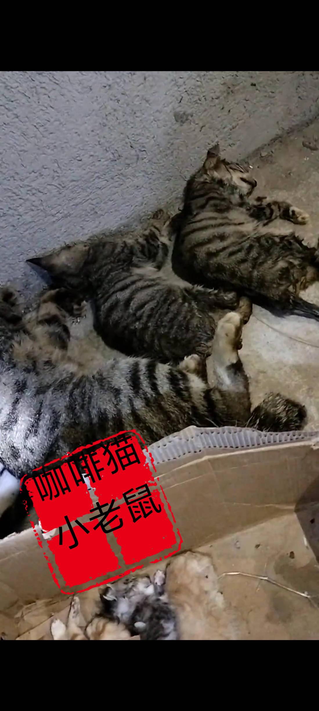 在一夜之间，在一栋老旧小区的宿舍楼下，所有的流浪猫都遭遇到了灭顶之灾，就连刚刚出