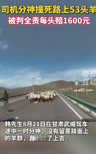 甘肃一男子驾车撞上羊群致53只羊死伤，交警判定其全责，与羊主人协商后按每只羊16