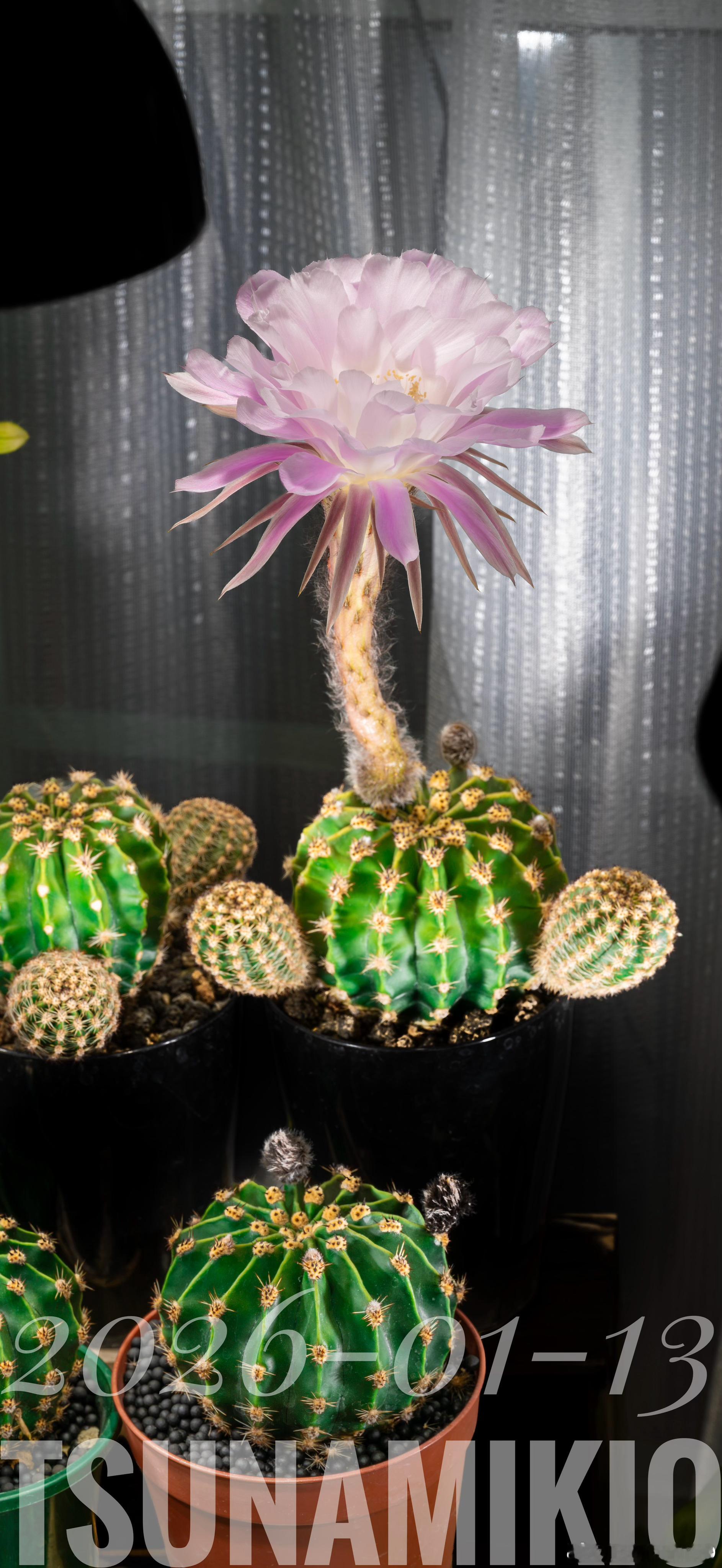 小小年纪就开花可还行 