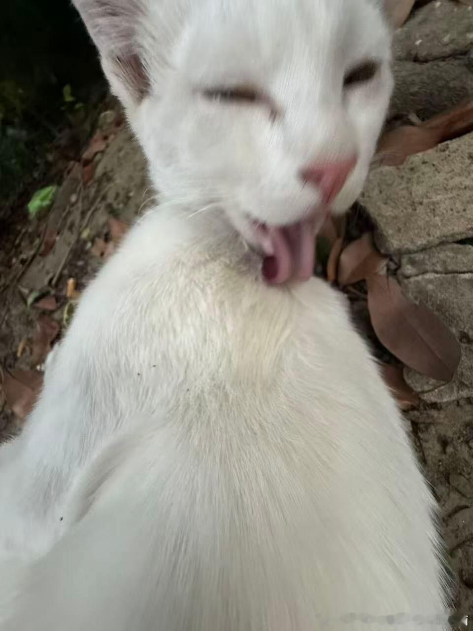 50462【丑猫】外表丑心灵也不美 