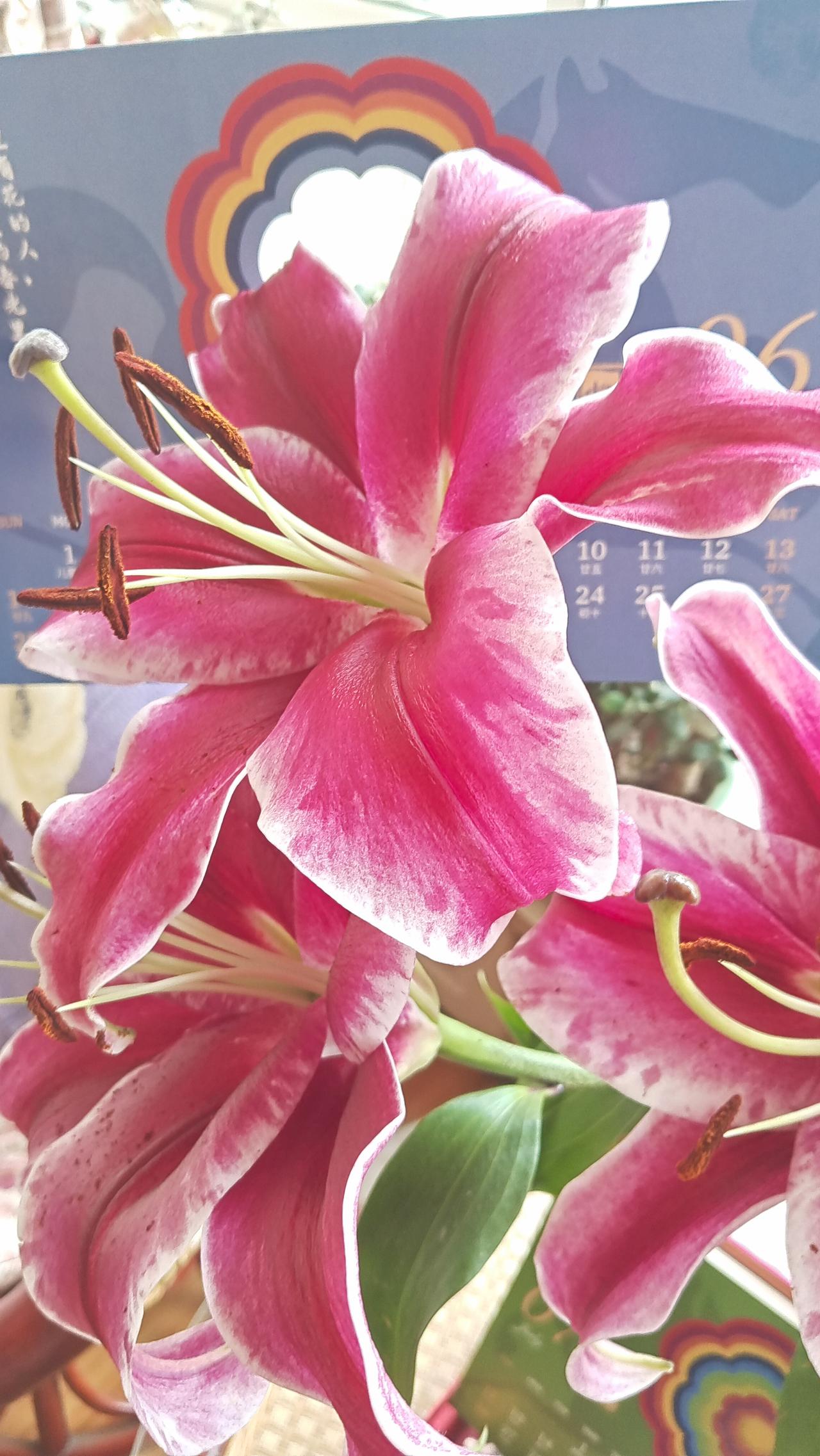 粉嫩粉嫩的花朵，绽放出春天的气息！🌸💕百合花也有春天[比心][比心][比心]