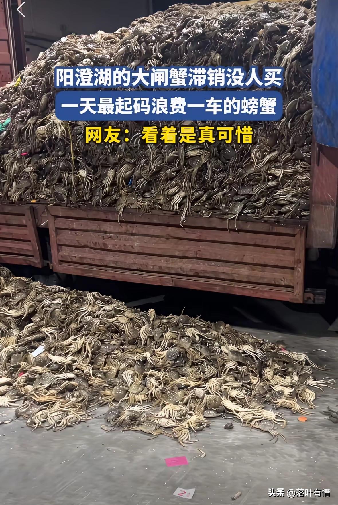 阳澄湖的大闸蟹还是很出名的，
估计没有人买了，
一天死了一车螃蟹，
发臭后只能倒