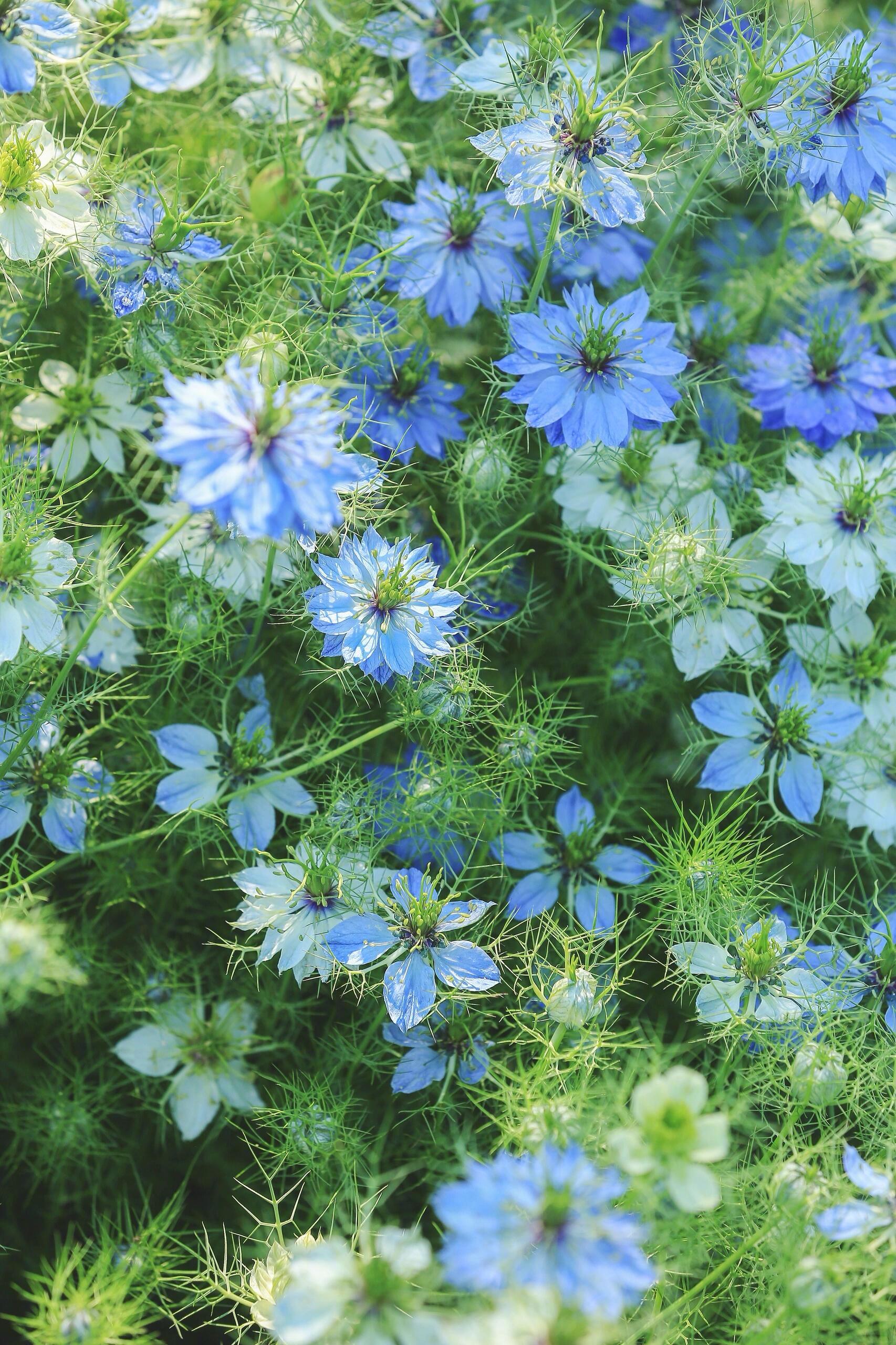 黑种草花海 