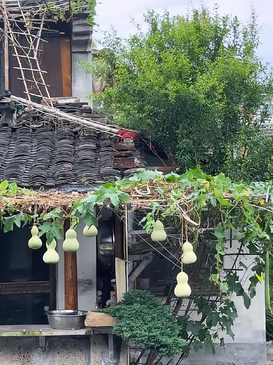 绍兴“葫芦娃爷爷”连夜摘掉7个葫芦，原因让人心疼

昨晚，75岁的陈金敖老人亲手