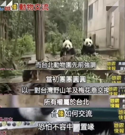 台北动物园：熊猫是大陆赠送的，与日方交换，大陆管不着！

在“台独”分子眼中，国