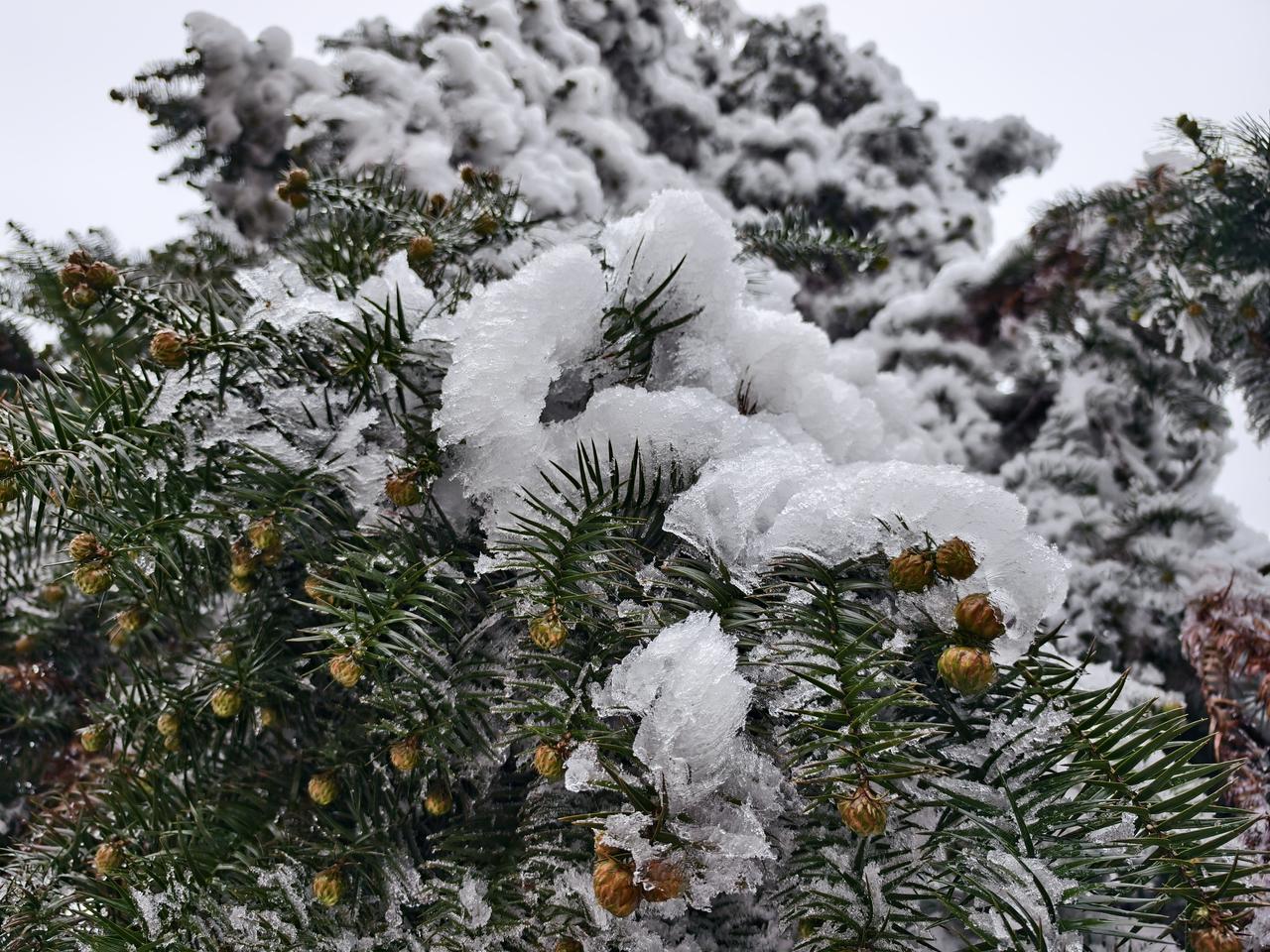 我是一个南方小土豆，我在土豆窝里，但我看到了冰天雪地，我看到了素裹银装。

感谢