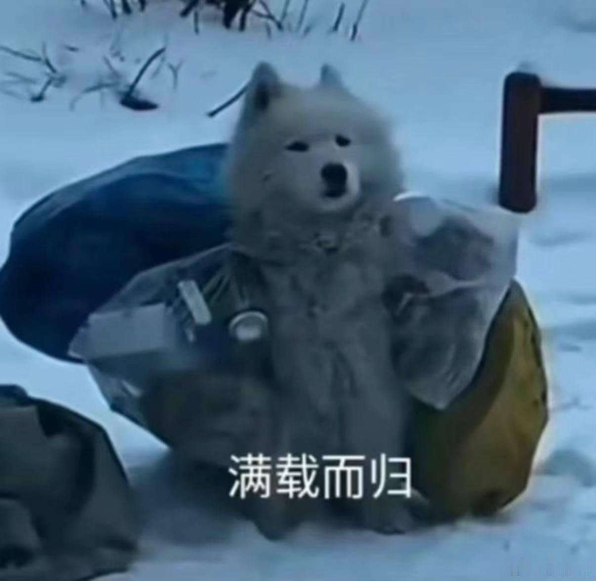 笑死，第五集陈异be like：什么他们说我家的猫跑出去之后没有成为藤城巷老大号