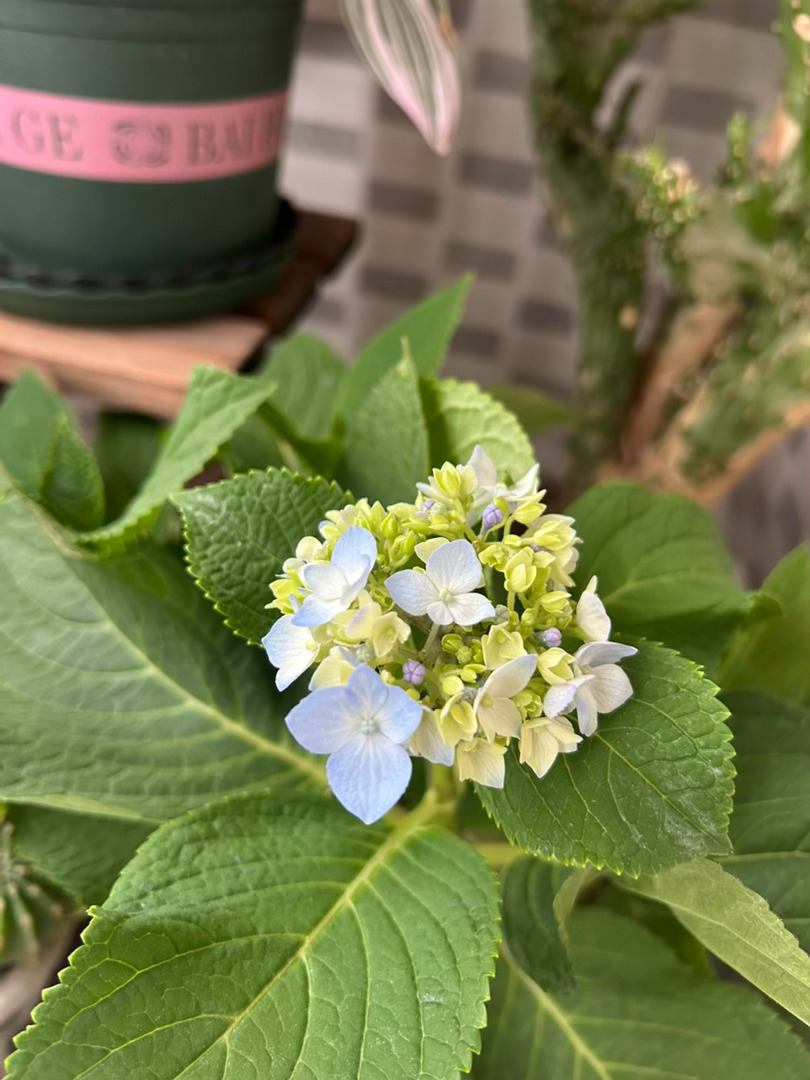 没起床就听到外面下雨了周末吃顿好的中午某人做了几个菜黄辣丁炖豆腐，芹菜炒肉，番茄