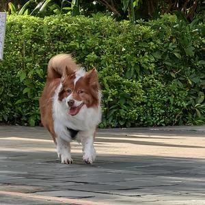 嘟嘴小狗爱生活