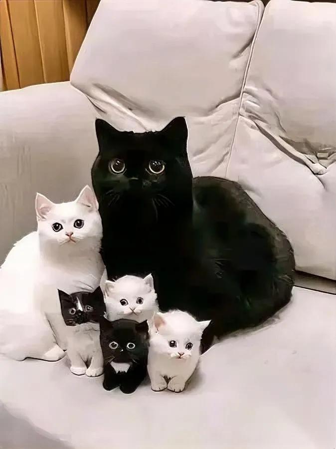 我家黑猫带回来个“老婆”

俩猫天天腻歪

没想到后来发生这事！一开始看黑猫领回