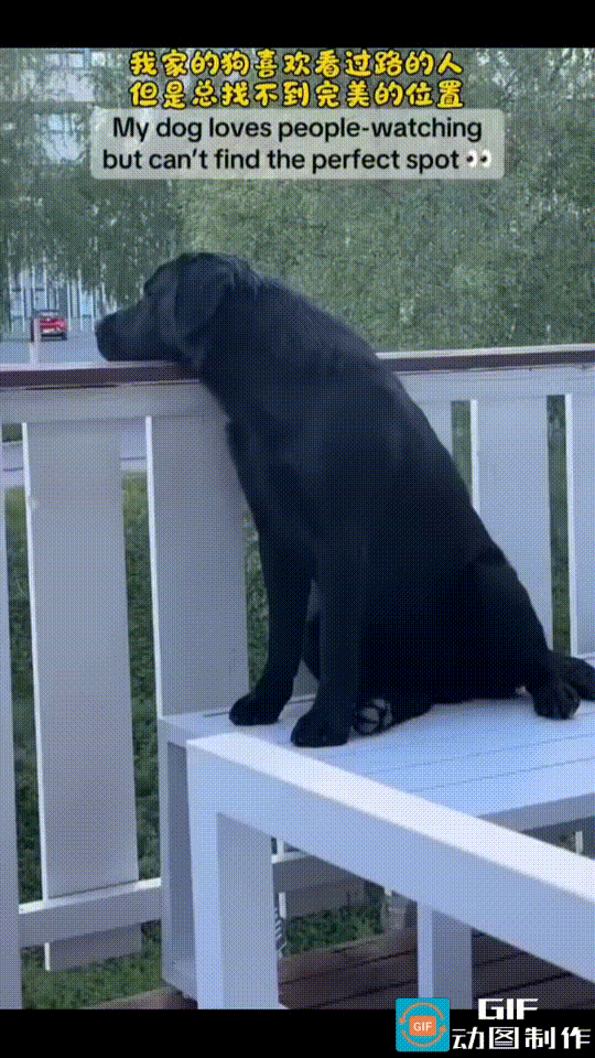 狗狗每天最大的乐趣，就是趴在阳台上，看楼下来来往往的车辆和行人，看人生百态。
但