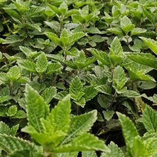 【广西灵山千年清凉暴击！这碗非遗凉粉，承包你一整个夏天的舒爽】
广西灵山凉粉，是