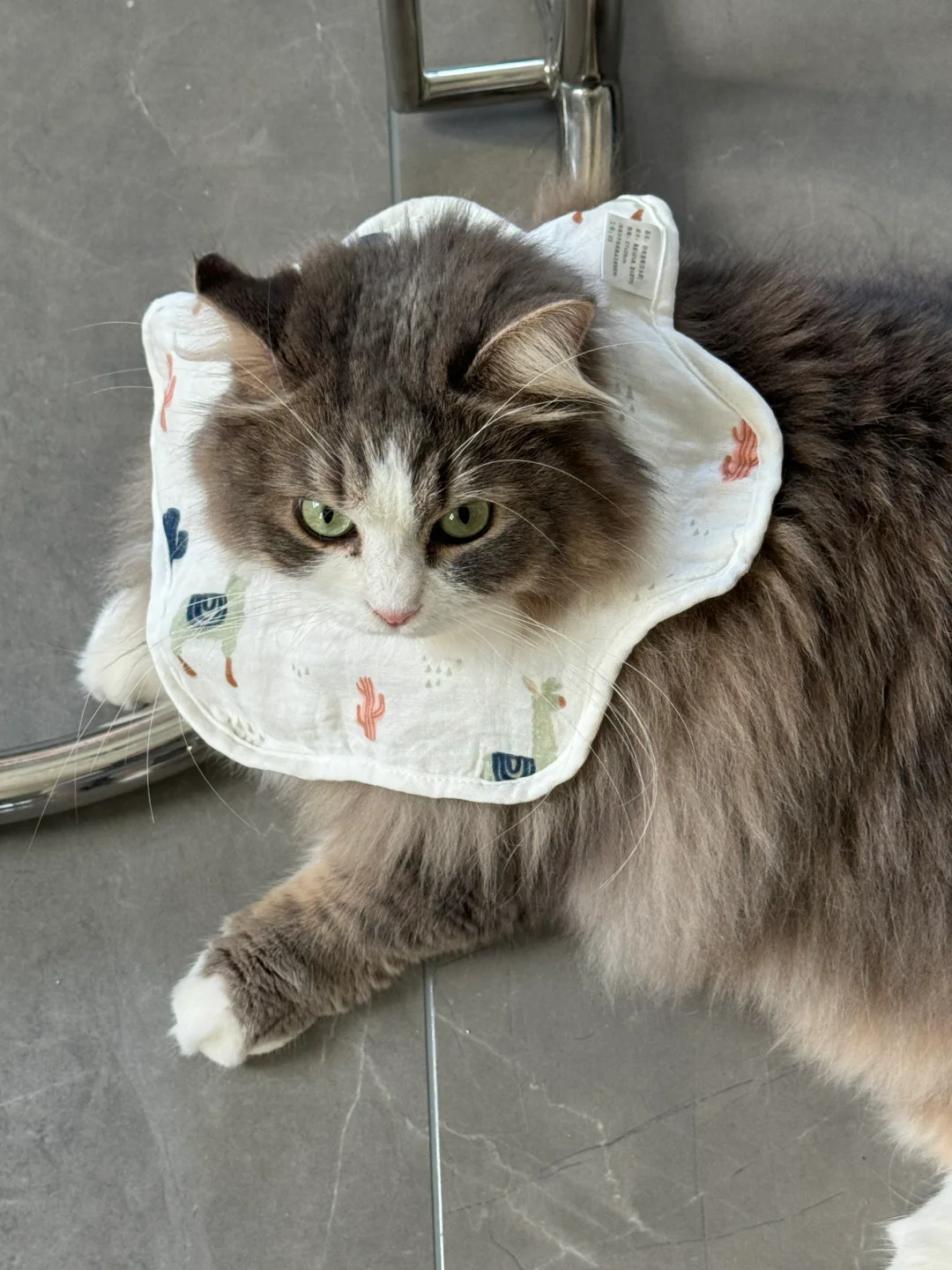 戴围兜的小猫