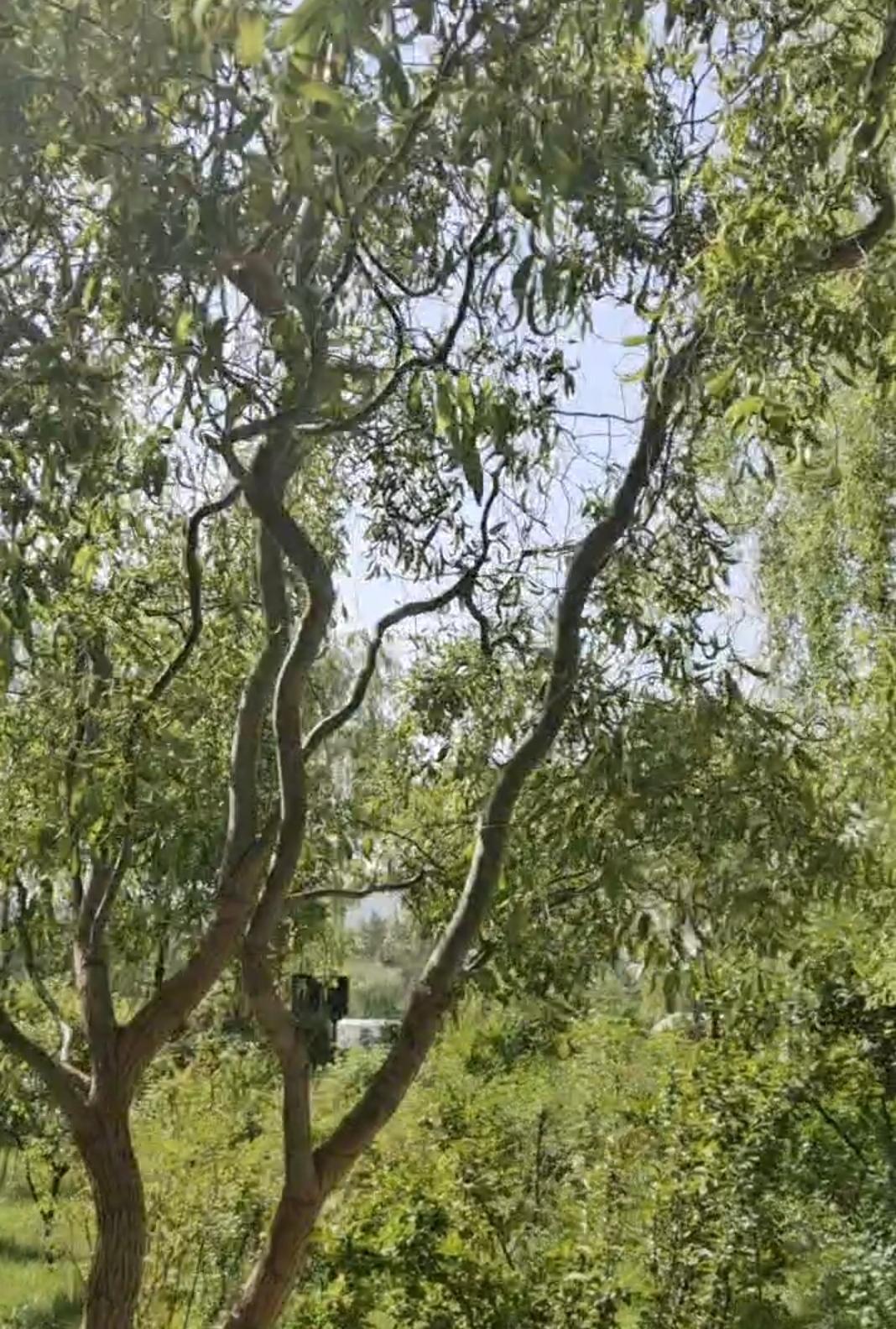 记录我的2026 阳光洒落，绿意盎然，大自然的美景尽收眼底。🌿🌞漫步在这充满