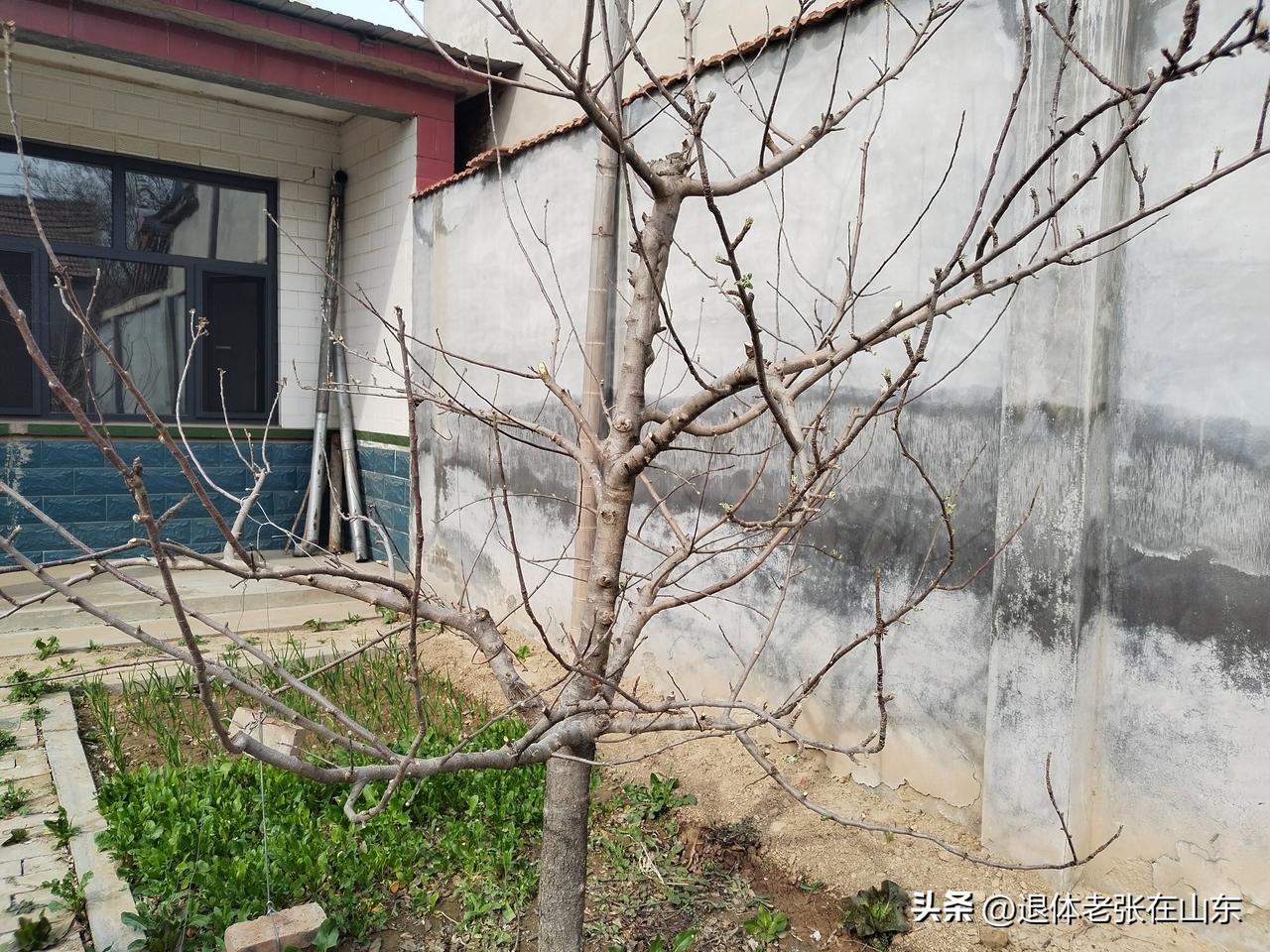 老铁们，看看我自己剪的苹果树！树型不错，花骨朵还不少呢，看来今年的长不少苹果。