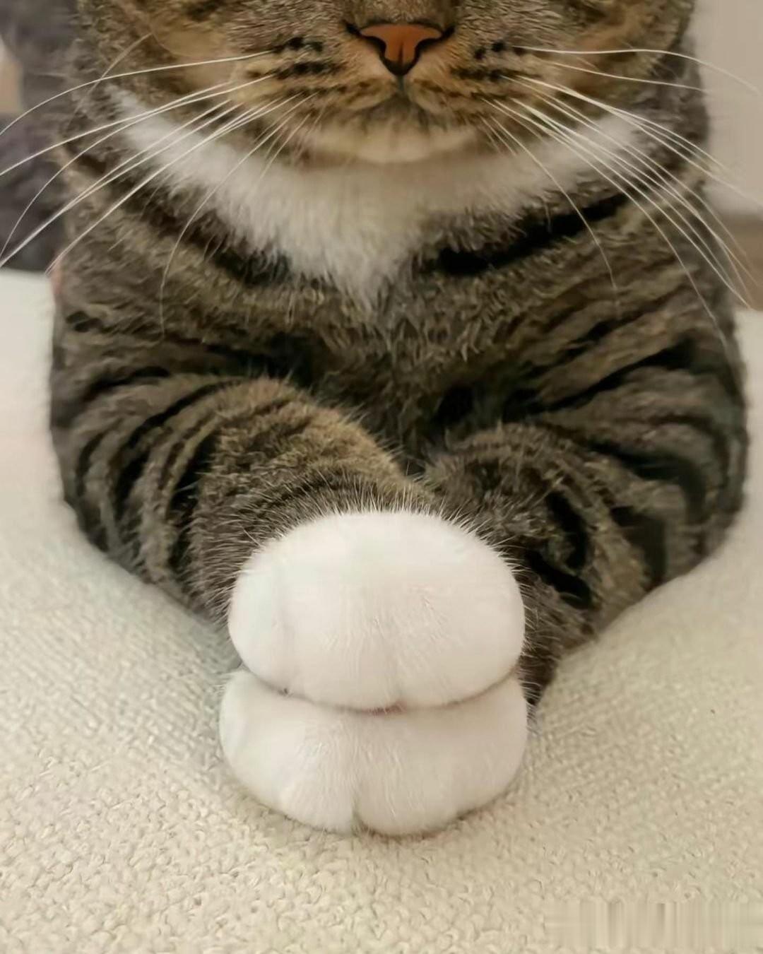 😾：贵人类看看本喵的玉手像不像山竹一样洁白无瑕，唉~跟本喵比~你们人类那才叫爪