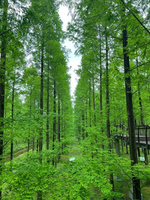 上联：冬去千山秀，诚邀下联春来万树新。