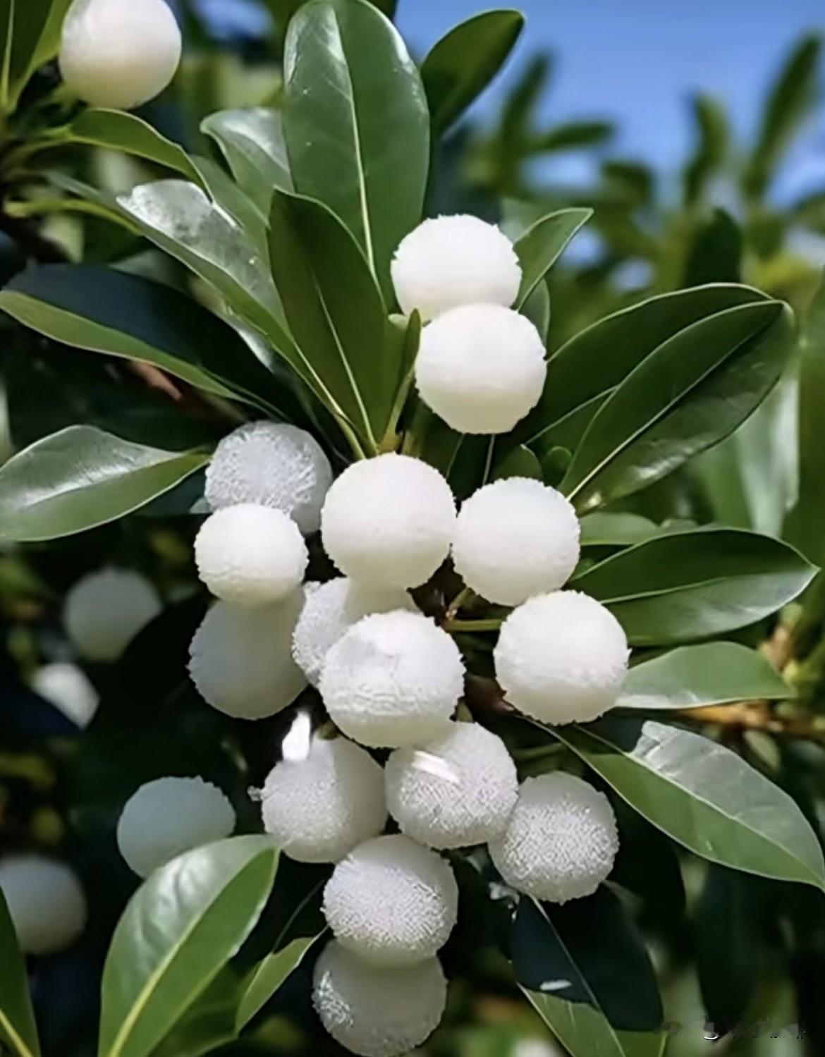 白色的杨梅第一次见，
你们吃过这种杨梅吗⁉️
春景