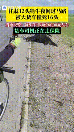 甘肃32头牦牛凌晨过马路被大货车撞上，交警：死了16头，每头市场价6000元左右