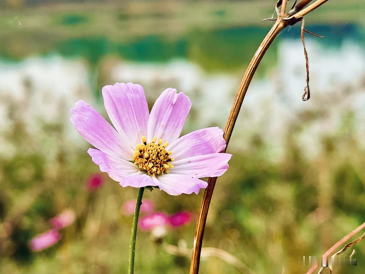 #秋日生活打卡季##秋季花草随拍# #随手拍秋季菊花# 世界慢慢寂寥，我且兀自绽