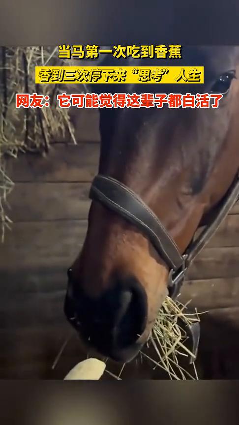 当马第一次吃到香蕉，香到三次停下来"思考"人生。
网友：它可能觉得这辈子都白活了