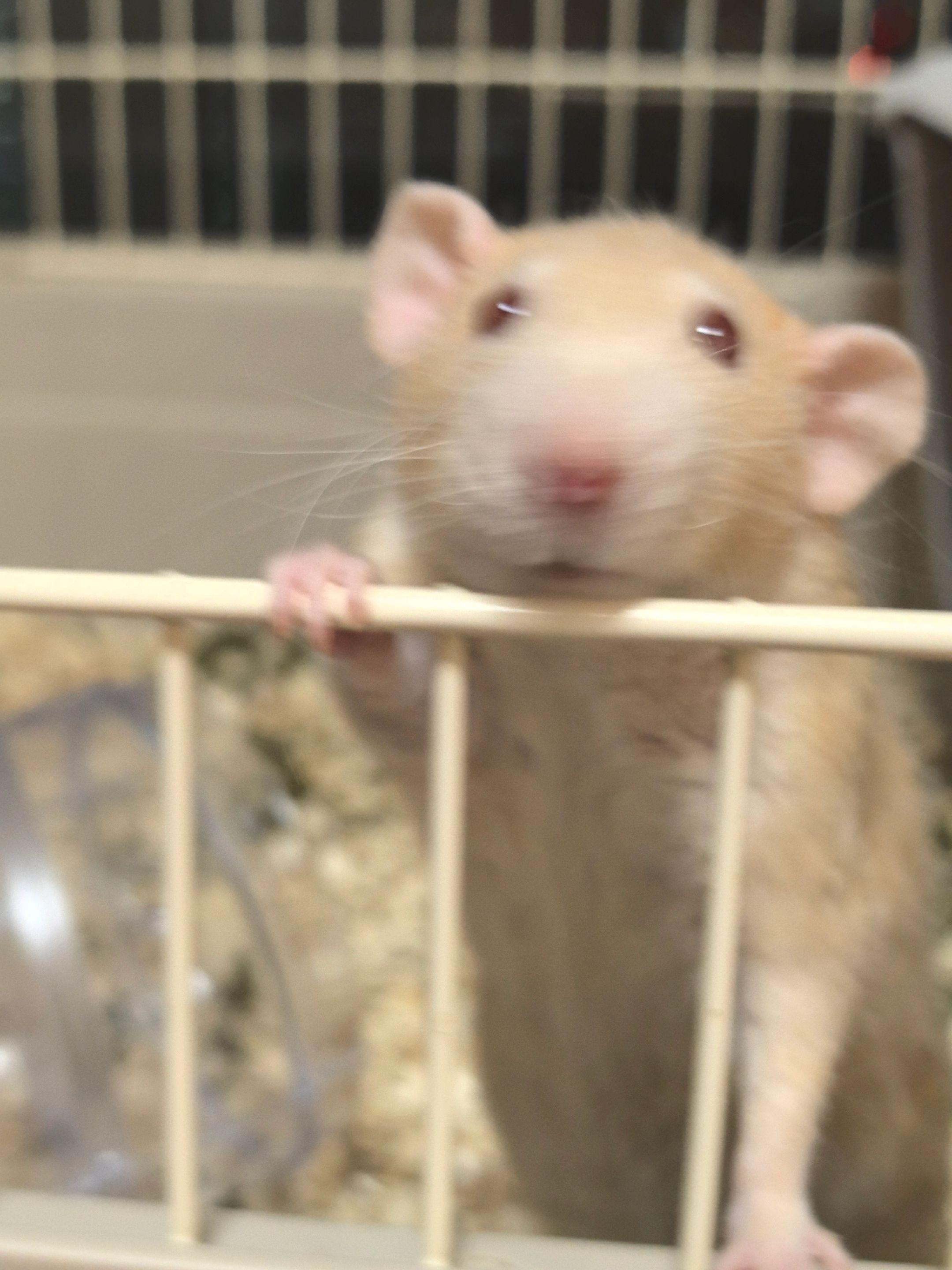 花枝鼠