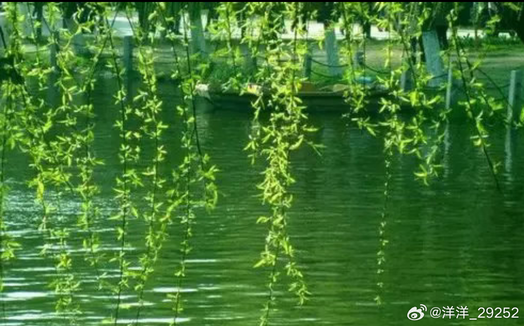 洋洋高锐～貌美如花·吗◎来到……池塘悄然凝望寻找……昔日的貌美如花◎花红柳绿的世