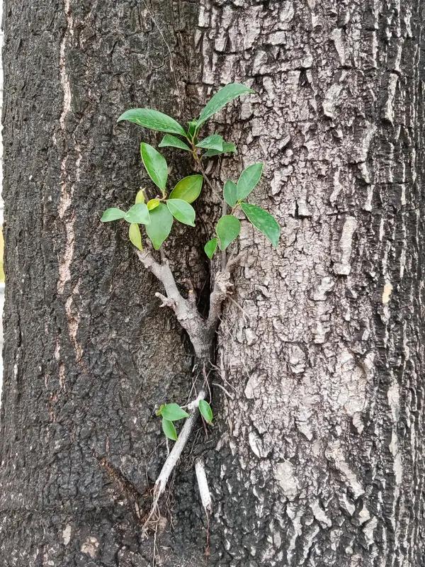 每天起早贪黑忙忙碌碌为的什么呀?

每天起早贪黑忙忙碌碌，核心是四个实在答案，藏