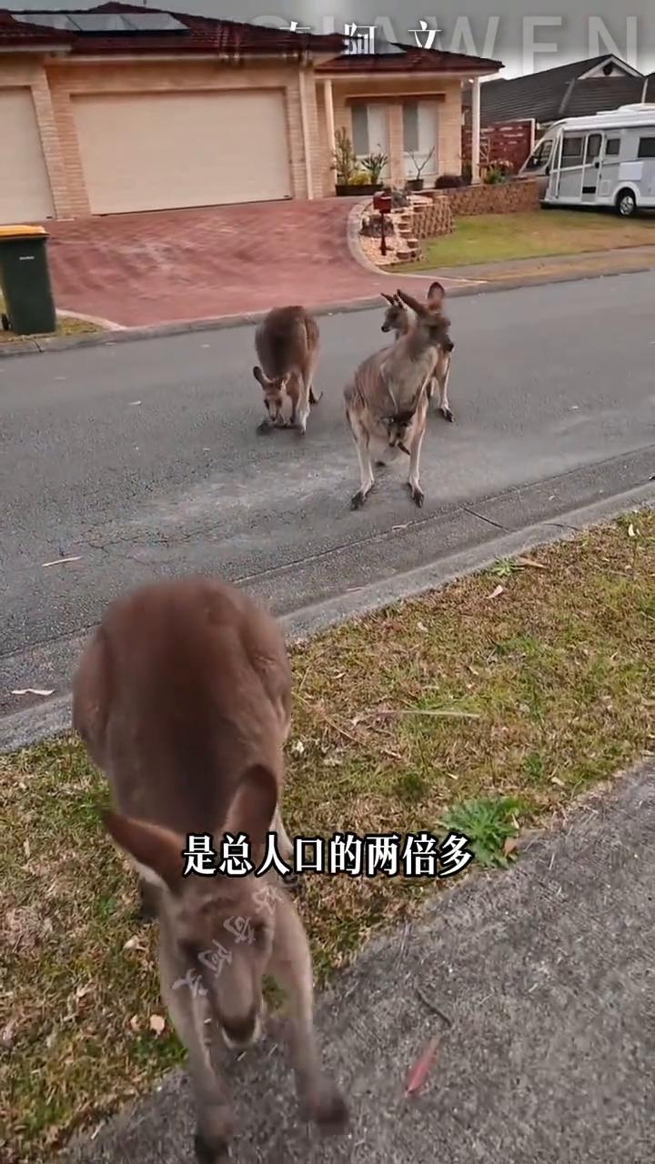 成年人能不能打的过袋鼠？
袋鼠故意在狗子面前装出一副被吓破胆的模样，一边后退一边