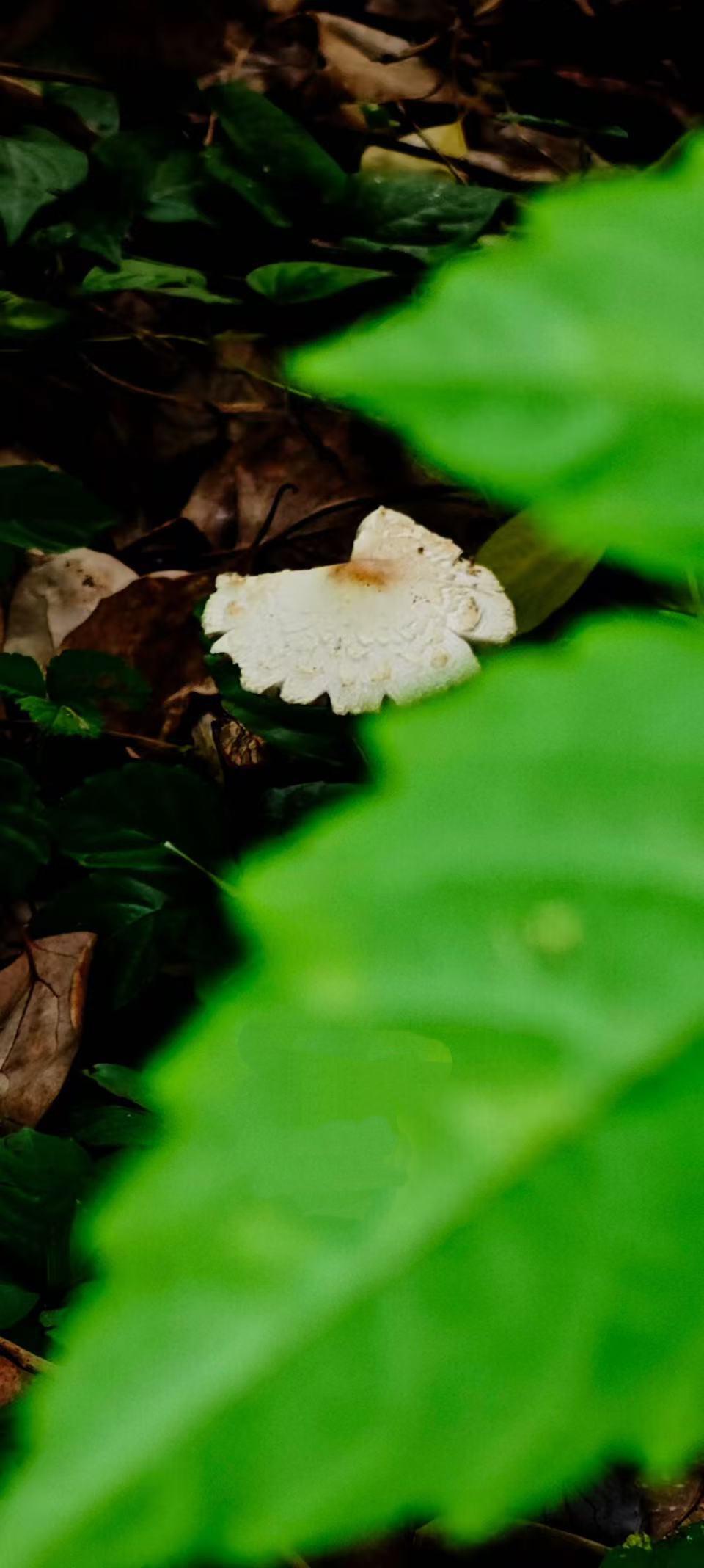 （原创）
半个蘑菇……