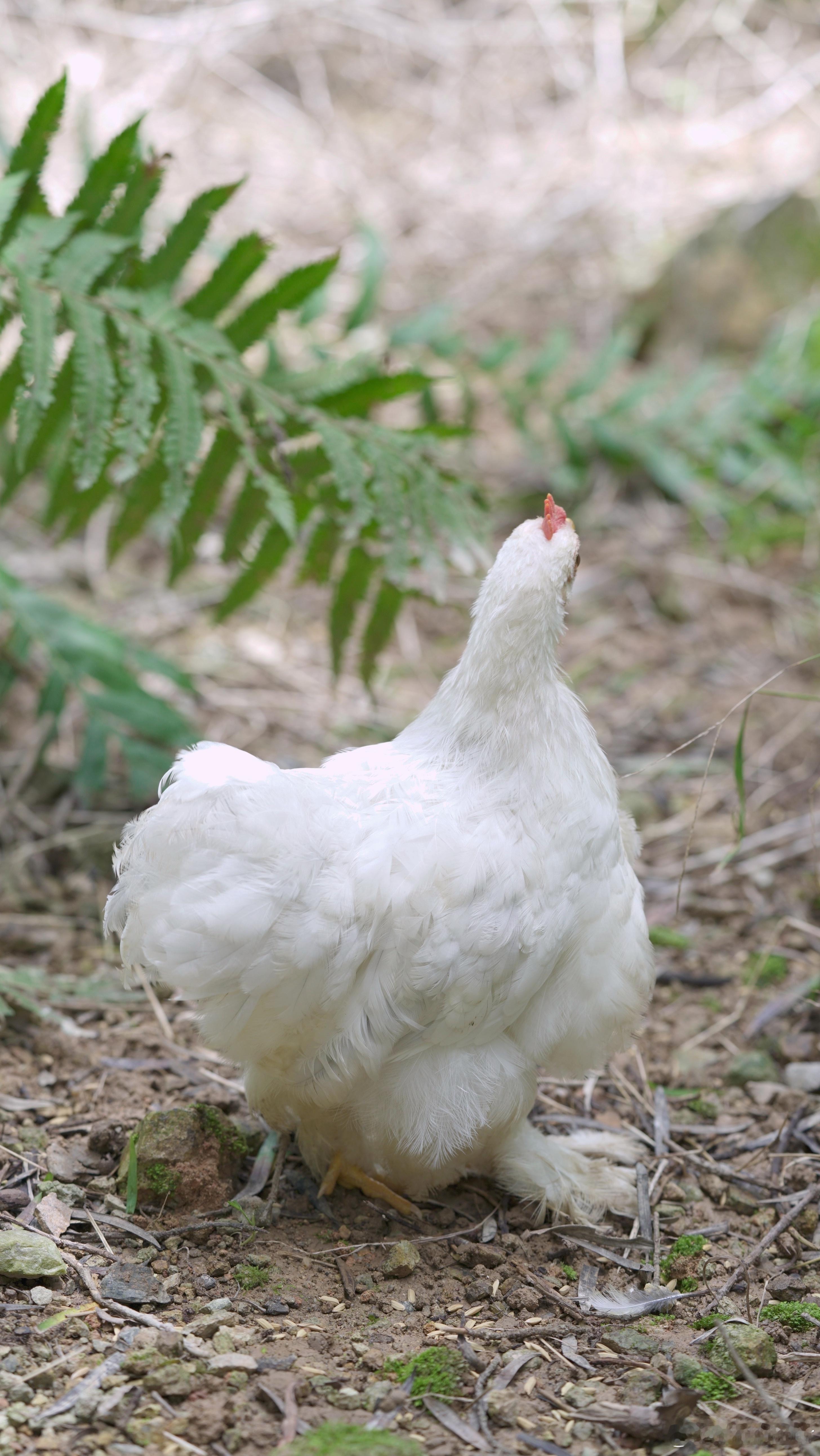 小夫妻出来散步🐤🐤 ​​​
