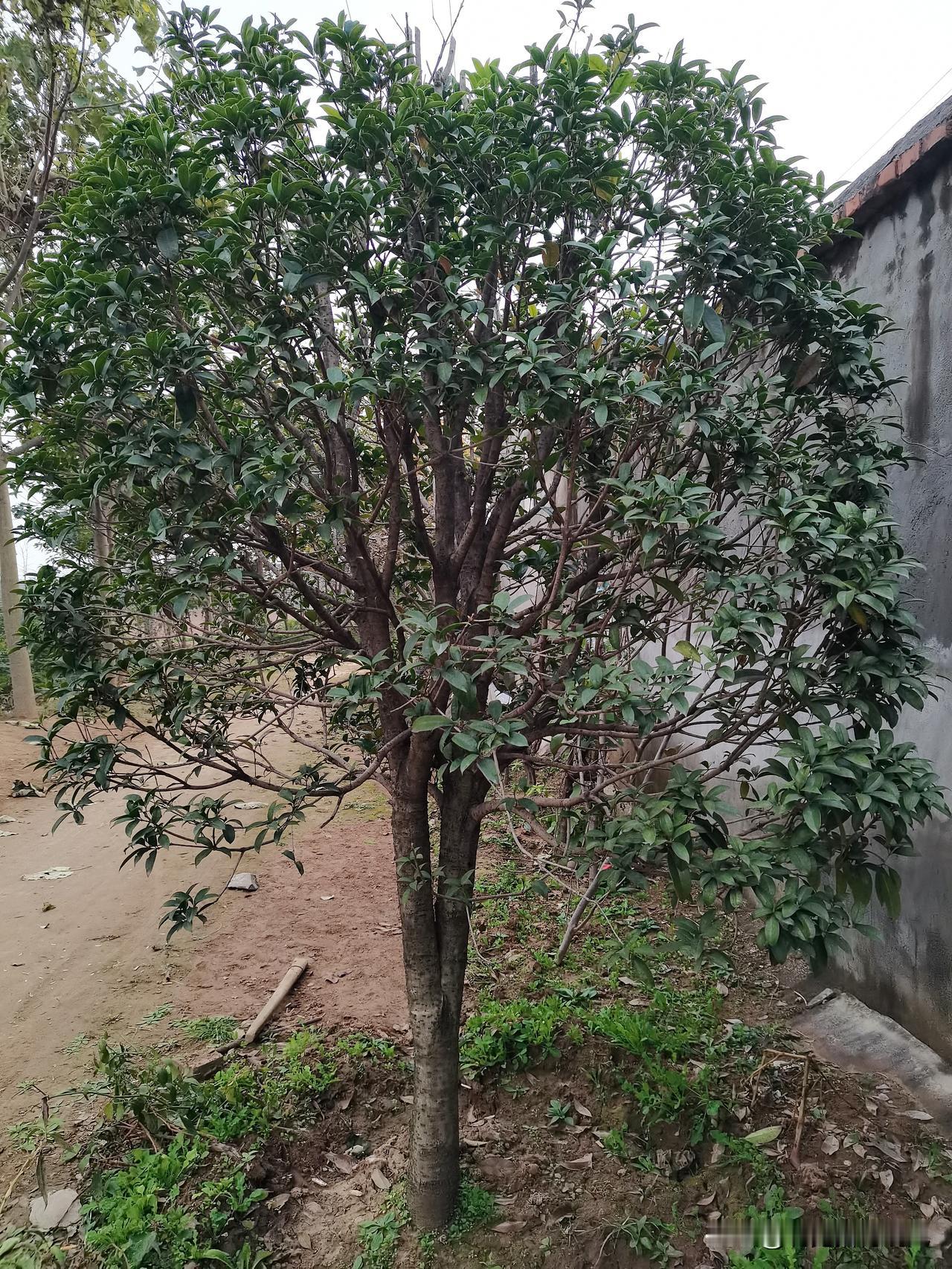 看，院子外墙的这棵桂花树长得真精神！枝桠岔开一大片，叶子油绿油绿的，看着就旺实。