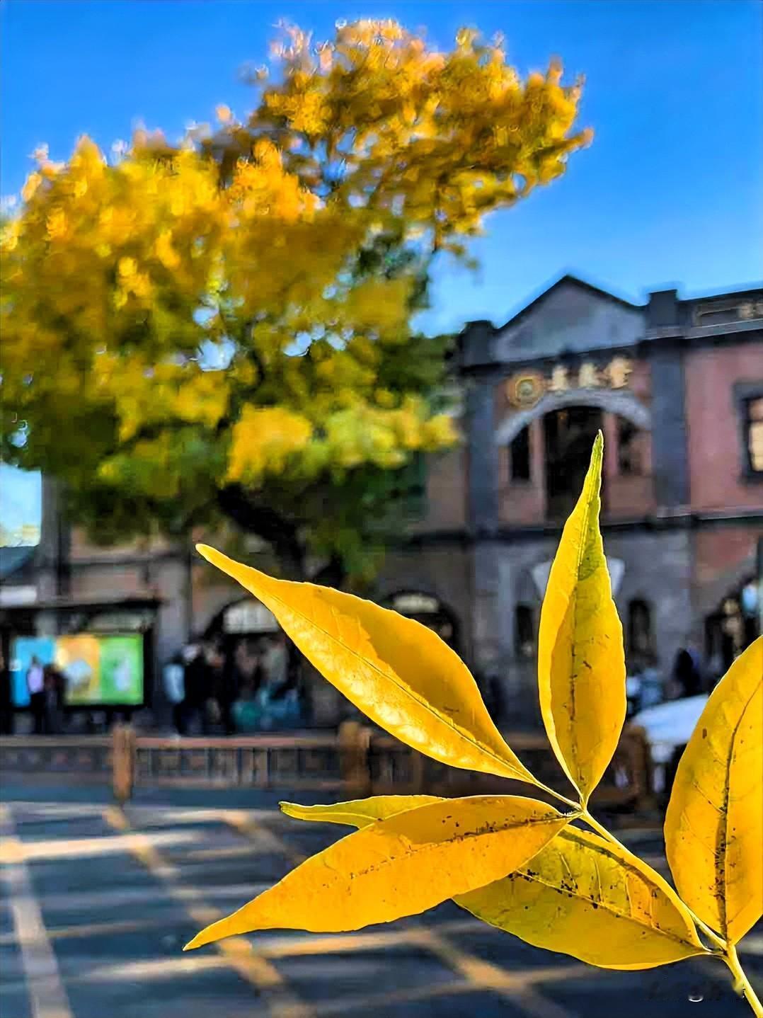 光阴的转角，
繁华远去。

一年的秋天行将落幕，
岁月的流逝实在太匆匆。

日子