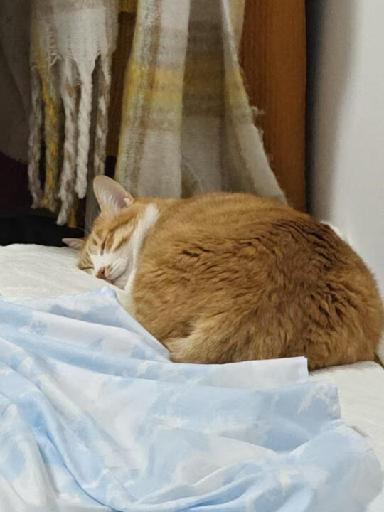 猫咪年纪越来越大，该吃什么？