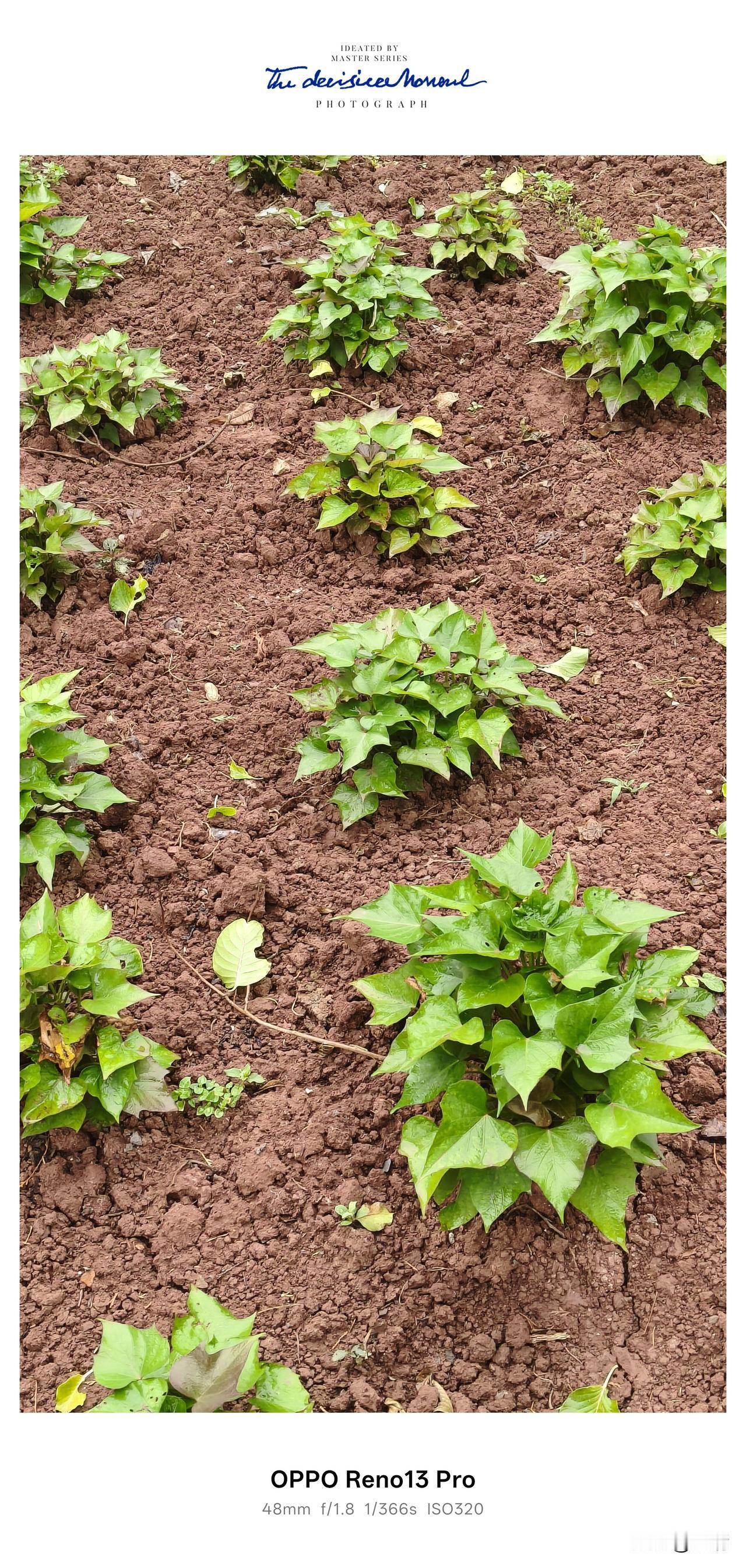 雨后种红苕，这就是资阳乡下的烟火日常🌱
 
资阳市雁江区八粮堰
 
一场春雨落