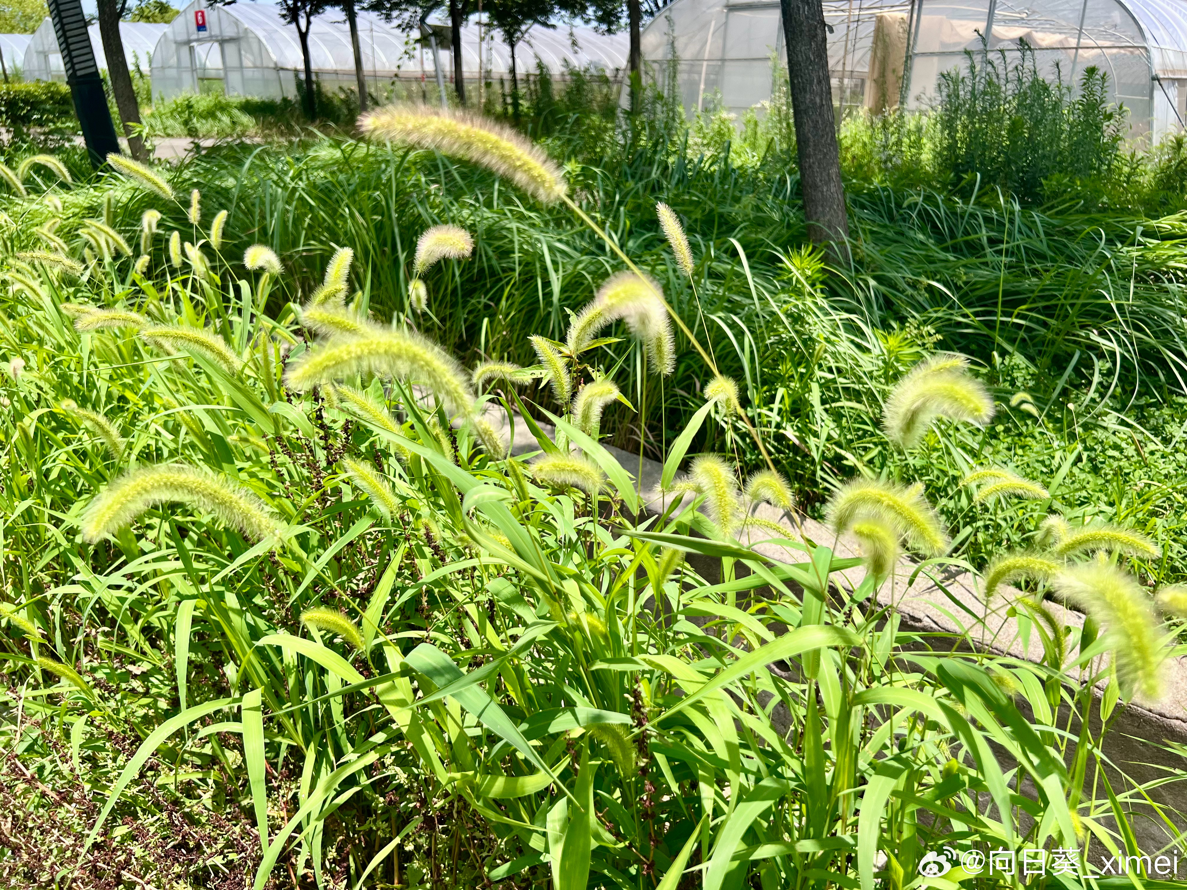 随手拍狗尾巴草在强烈的太阳底下无需艳丽花朵的衬托在无人注目的边边角角旁静静地抽穗