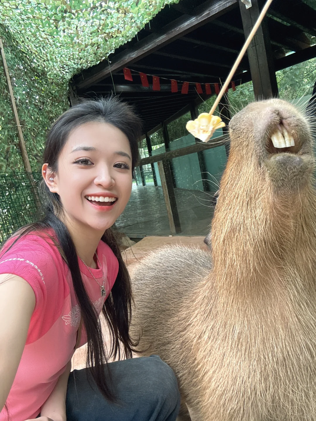贴到卡皮巴拉啦！！