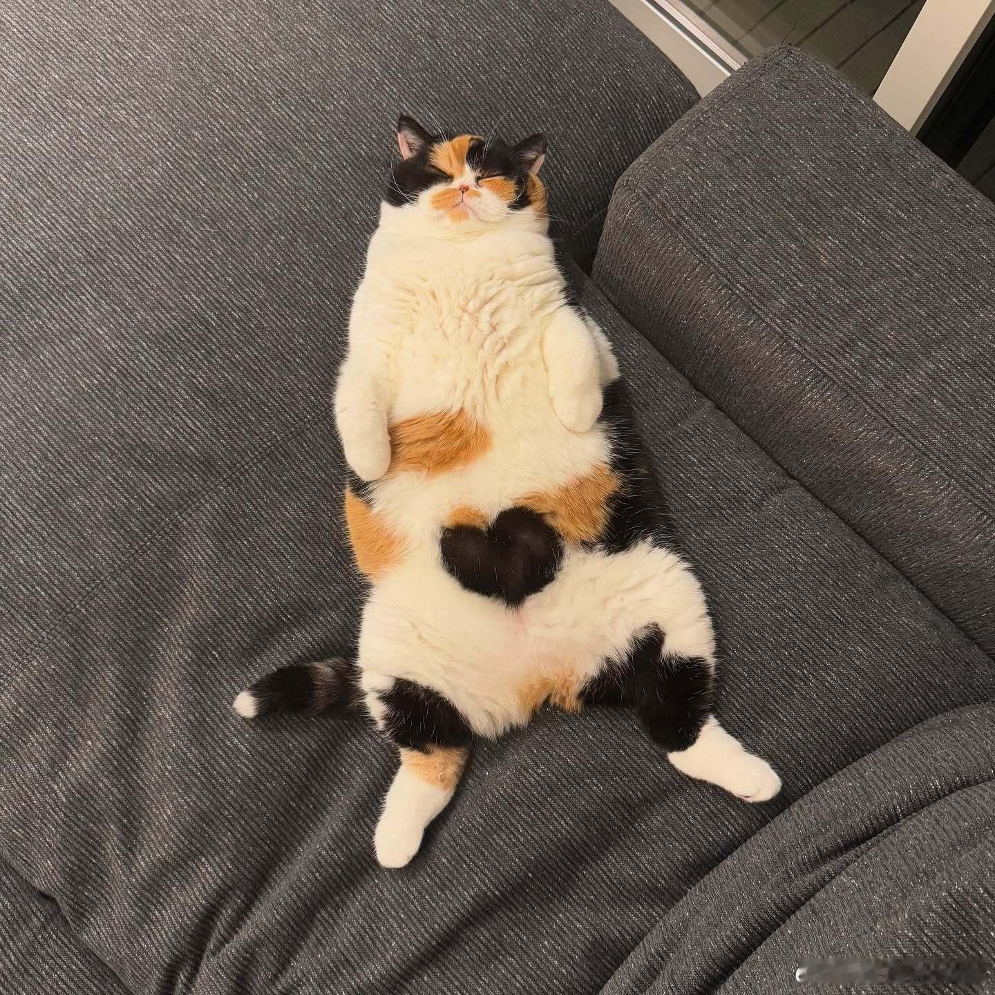 肚肚上有颗心的三花色猫毯🖤cr：oage_cat 