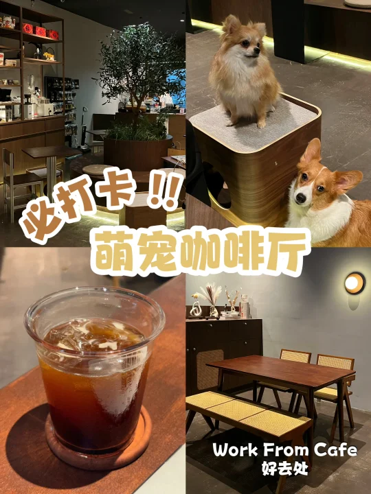 🇲🇾9月必冲！KL新开Pet Friendly撸狗Cafe🤩