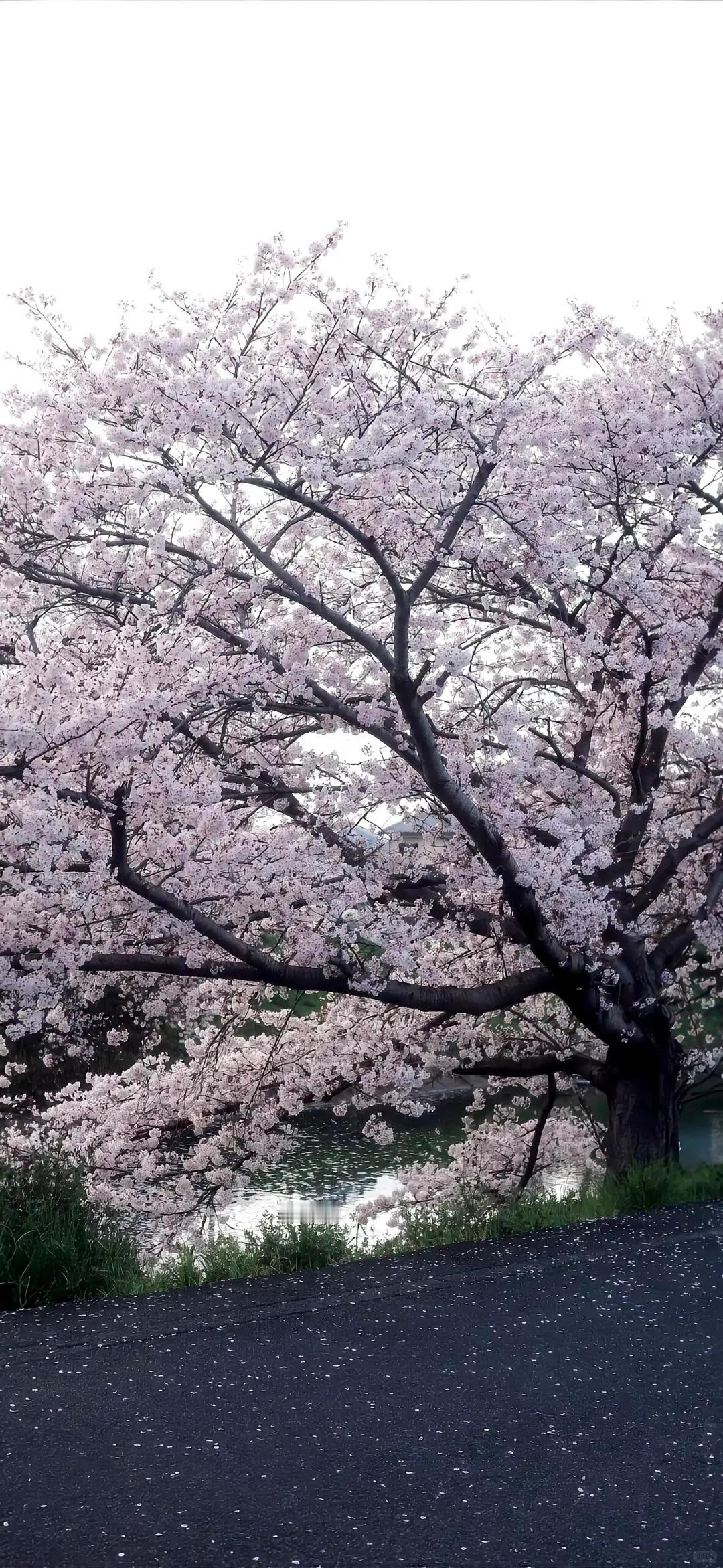 𝘀𝗵𝗮𝗿𝗲 𝙒𝙚𝘾𝙝𝙖𝙩 壁纸分享 冬日氛围感壁纸分享 w