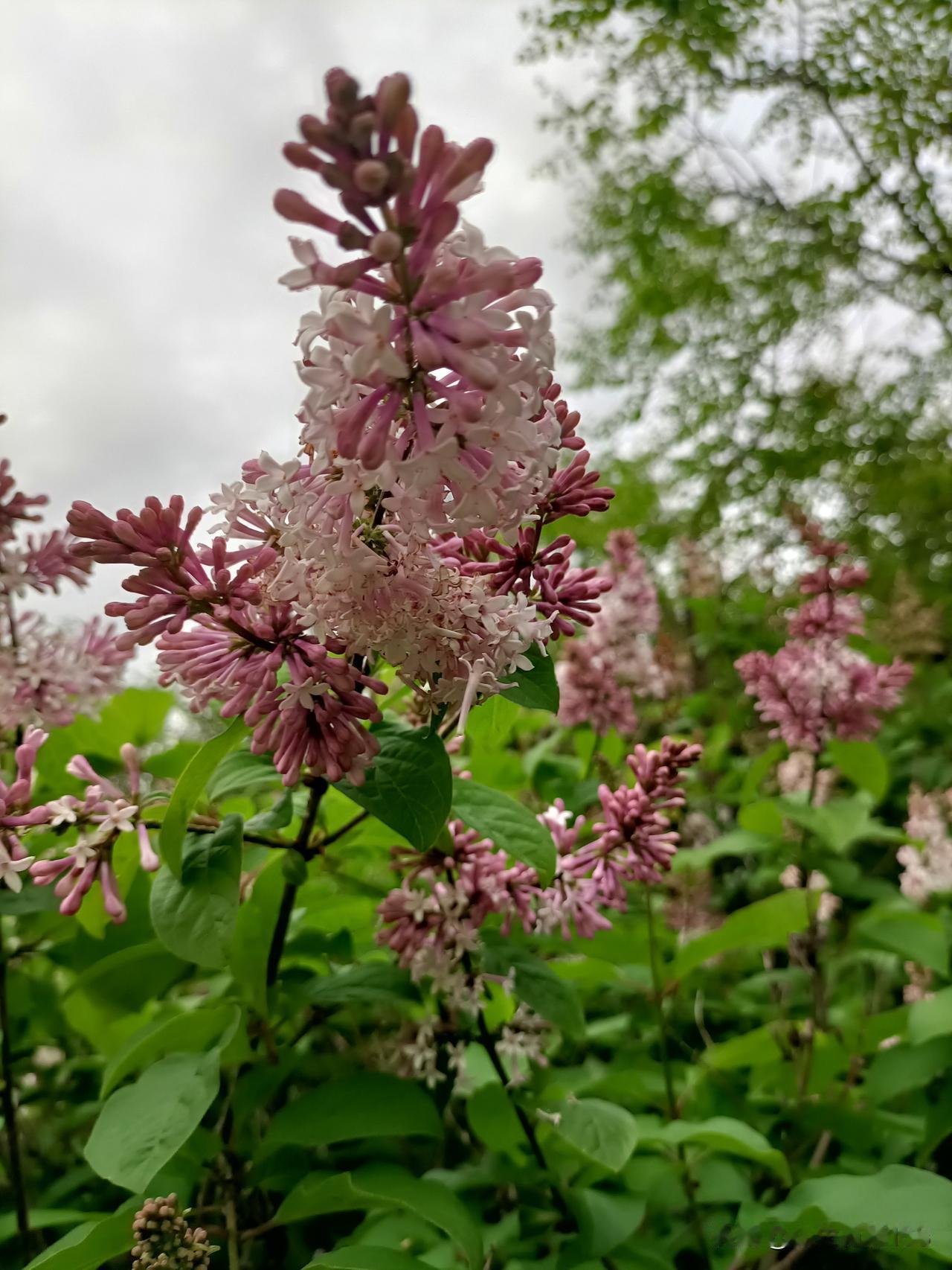 傍晚走进丝绸之路公园，紫色丁香花开得灿烂。簇簇花穗缀在枝头，淡紫的瓣儿挨挨挤挤，