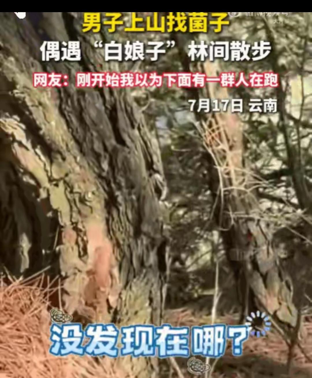 云南，一男子正低头在林中专心寻找菌子。猛一抬头，整个人瞬间石化！前方不远处，一条