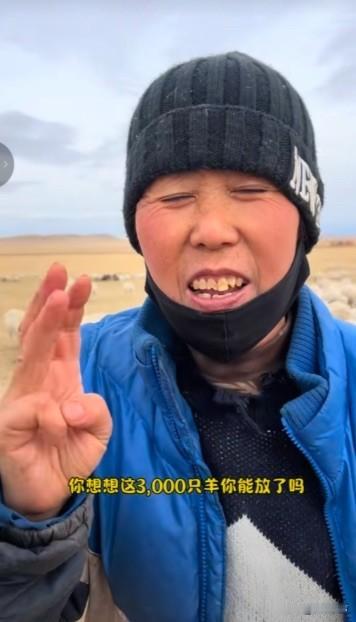 在内蒙古放牧1000多只羊的一位大姐告诉网友 ，千万不要去帮内蒙古那个老板放羊，