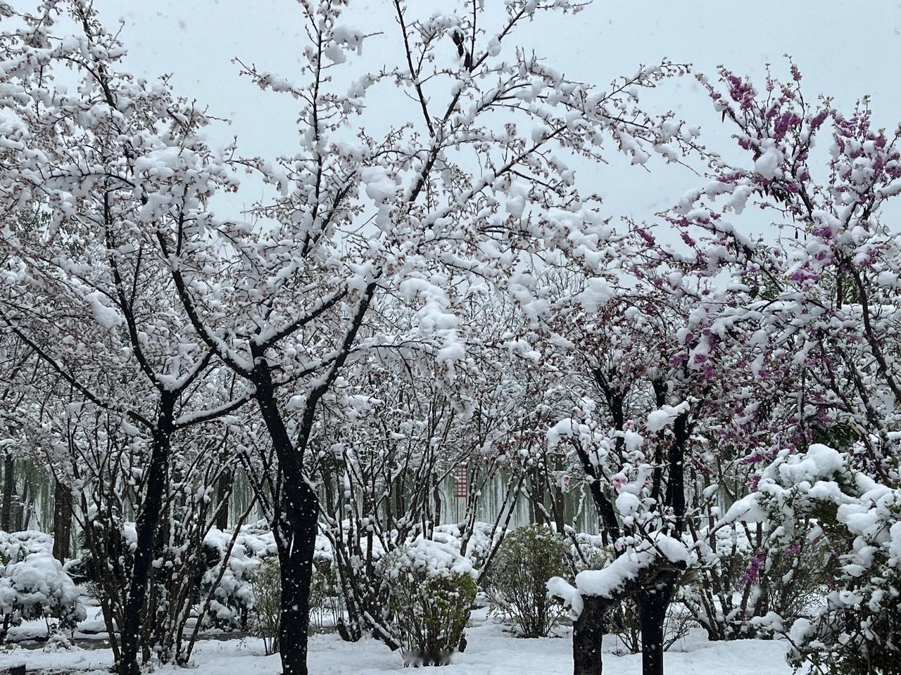 想看你相机里大雪的照片