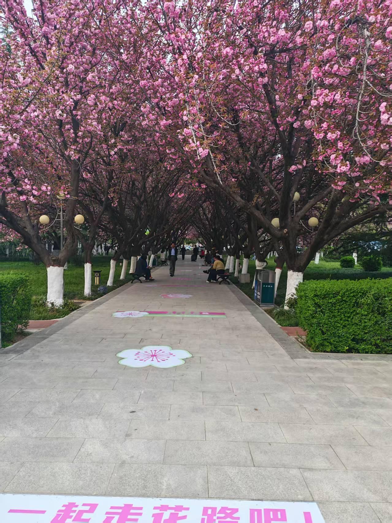 分享一张你拍的樱花照片。踏春采青看樱花，坐标樱花广场