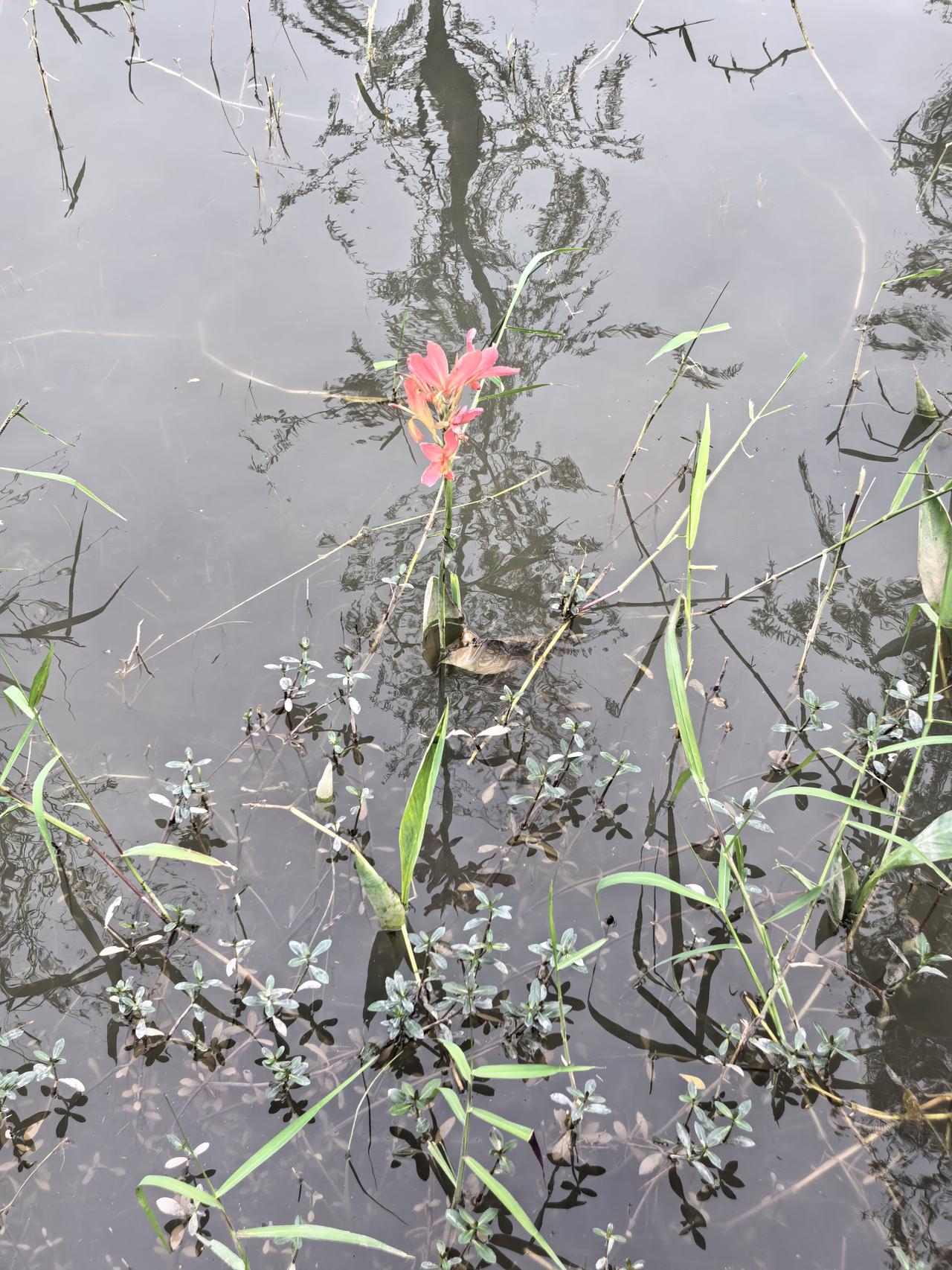 晒图笔记大赛这棵在湿地水中的美人蕉，看视孤独，依然绽放着美丽花朵，给人一种宁静的
