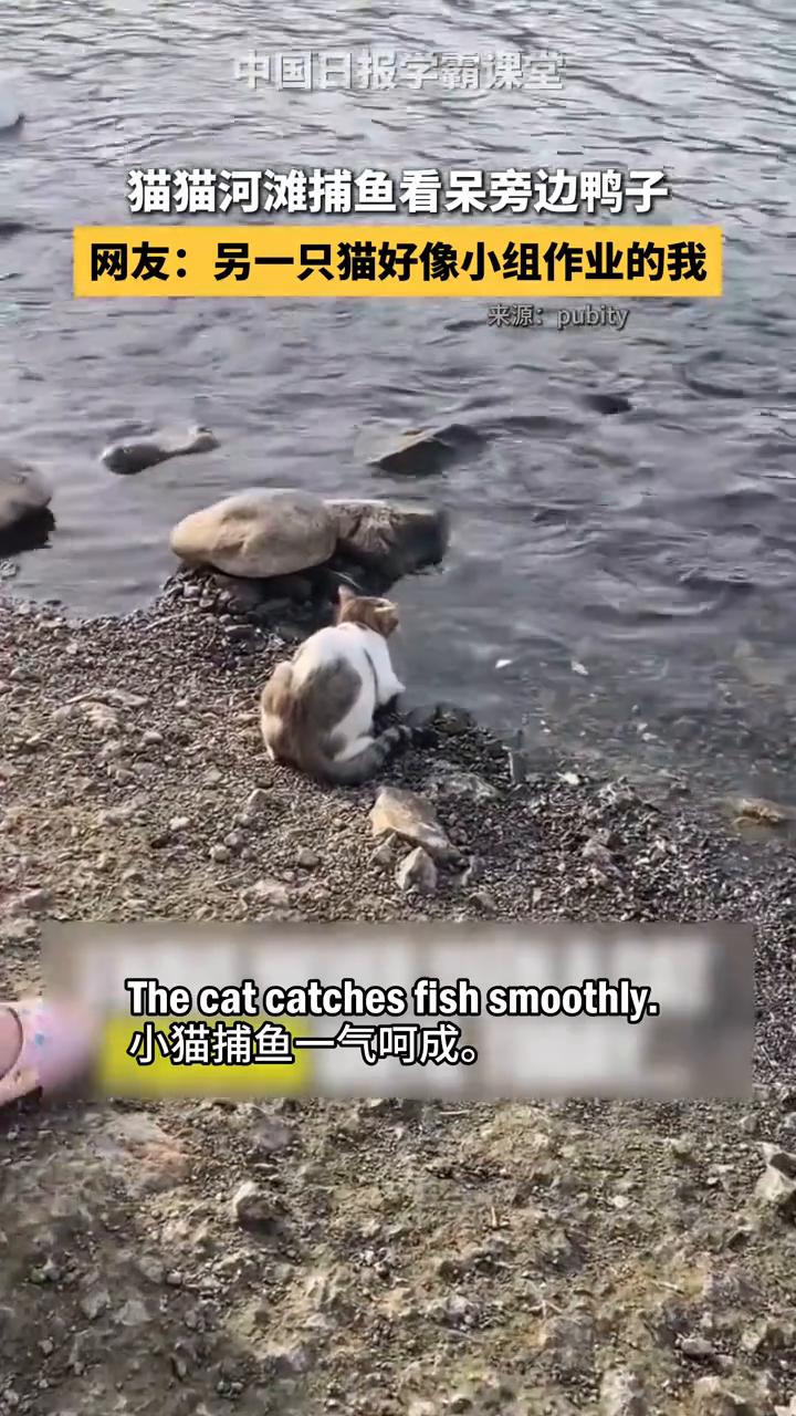 猫猫河滩捕鱼看呆旁边鸭子。
中国日报学霸课堂。
网友：另一只猫好像小组作业的我。