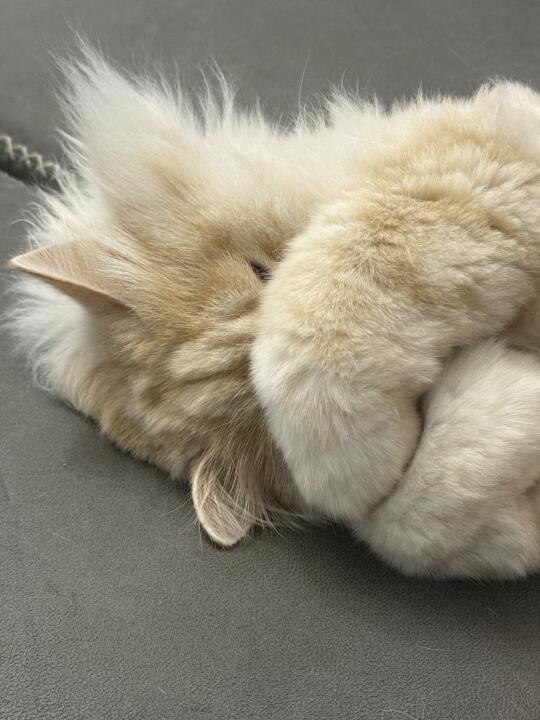 报告！抓到一只假睡小猫！