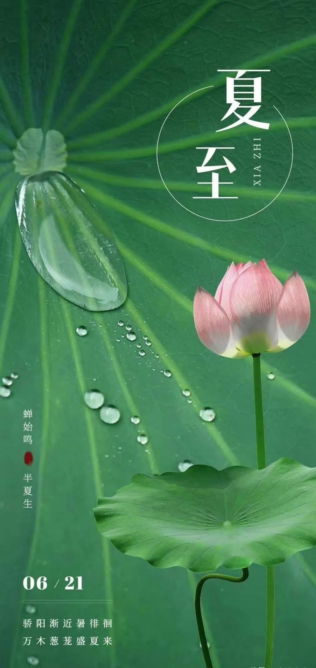 夏至手机壁纸～鹿角解，蝉始鸣，果满枝头，夏意渐浓。绿意晕染长昼，荷叶铺展清宁。在