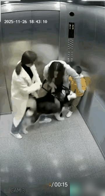 连狗都拉不住的狗主人，你还养什么狗？电梯里有母子俩人，女孩牵条狗也进电梯。

我